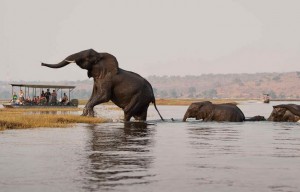 Botswanas Lodges elefanten