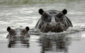 Botswanas lodges Flusspferde
