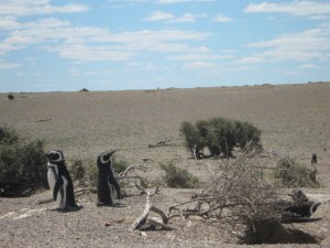 Punta Tombo Pinguine