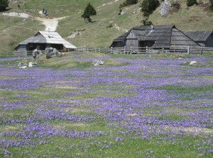 Krokusteppich auf der Velika Planina