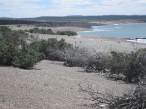 Punta Tombo Chubut - Die Küste