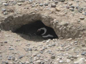 Punta Tombo Pinguin Nest
