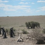 Die größte Kolonie von Magellan Pinguinen der Welt