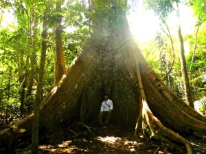 Baumriese im Floresta Nacional do Tapajos