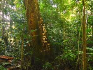 Floresta Nacional do Tapajos