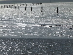 InselNeuwerk-Weg durch das Watt-Pricken