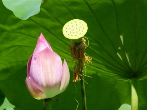 Lotusbluete Hangzhou