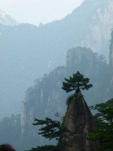 einsame Kiefer Huang Shan