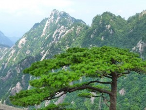smaragdgruene Kiefer Huang Shan
