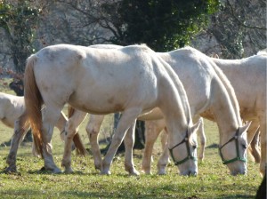 Pferde auf der Weide - Lipica - Slowenien